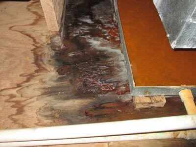 About Black Mold Removal Idylwood - black mold removal experts in Idylwood